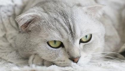 乐鱼电竞-运动员技能竞赛奖励机制，运动员技能竞赛奖励机制是什么