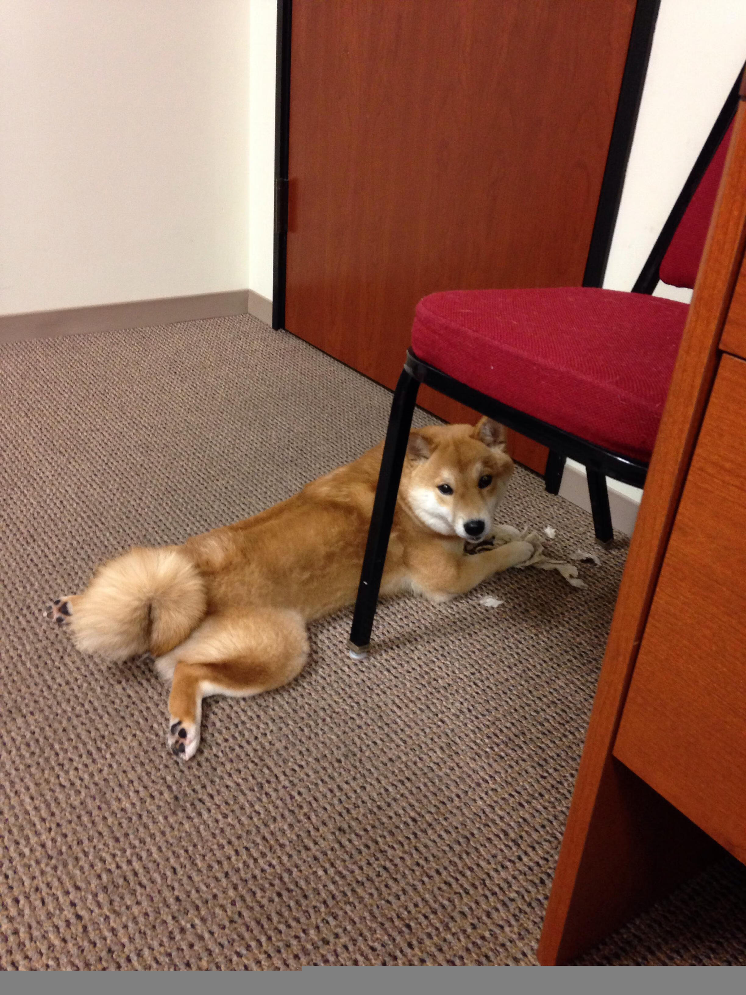 _无人机竞技比赛:空中飞行的科技盛事_,无人机竞赛项目