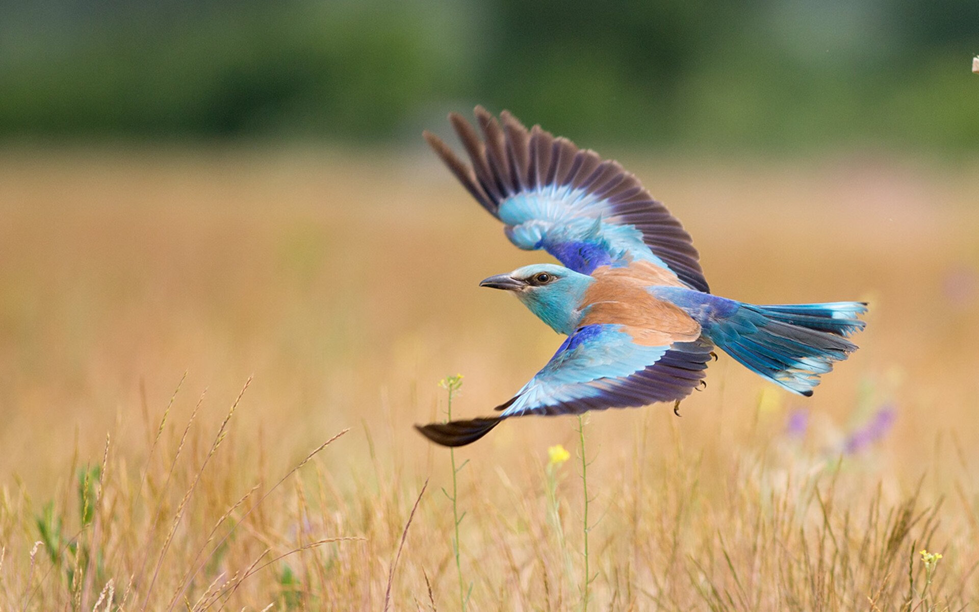 Leyu Sport下载-_民族传统体育节：文化与运动的盛会_，民族传统体育运动会几年一次