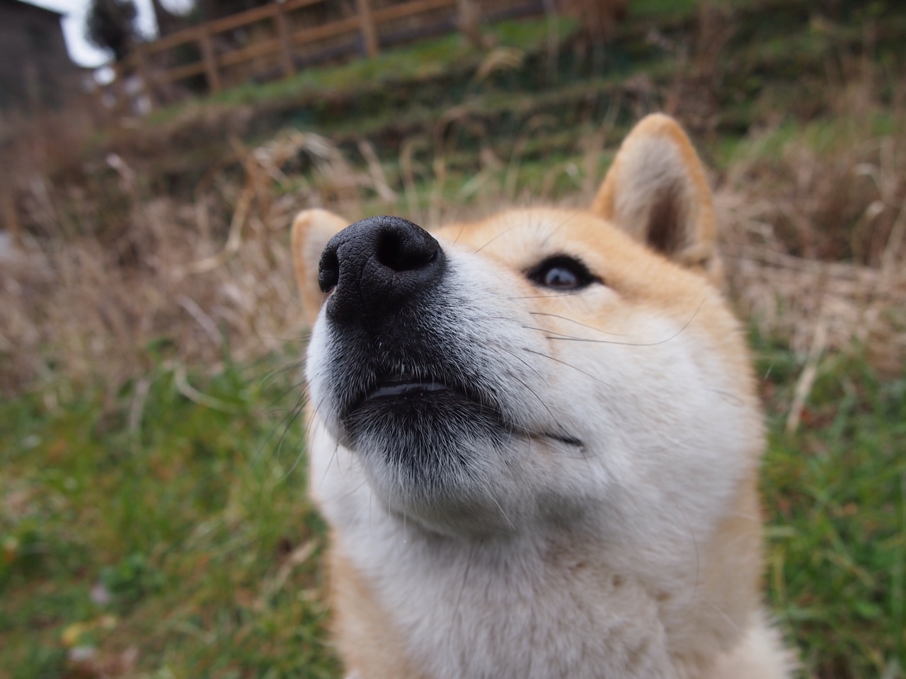 “胜利的喜悦”——夺冠车手的激情瞬间全集,胜利冠军歌曲