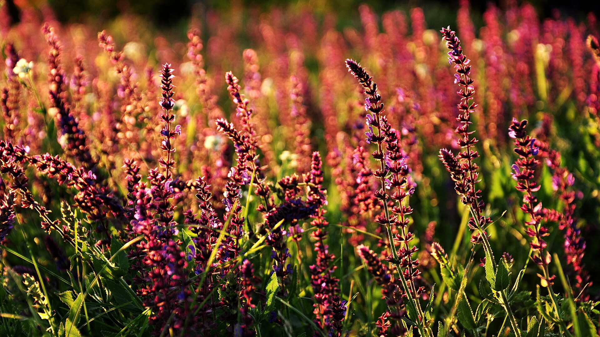 世界拳击锦标赛首日:中国小将爆冷击败卫冕冠军,世界拳击赛视频