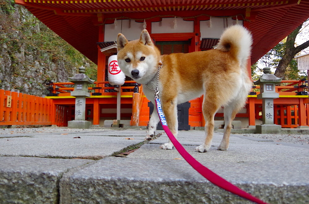 健美比赛:雕塑般躯体展示无尽活力,健美健身比赛