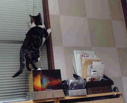 拜仁锋线新星持续高光,未来潜力爆棚,拜仁巅峰