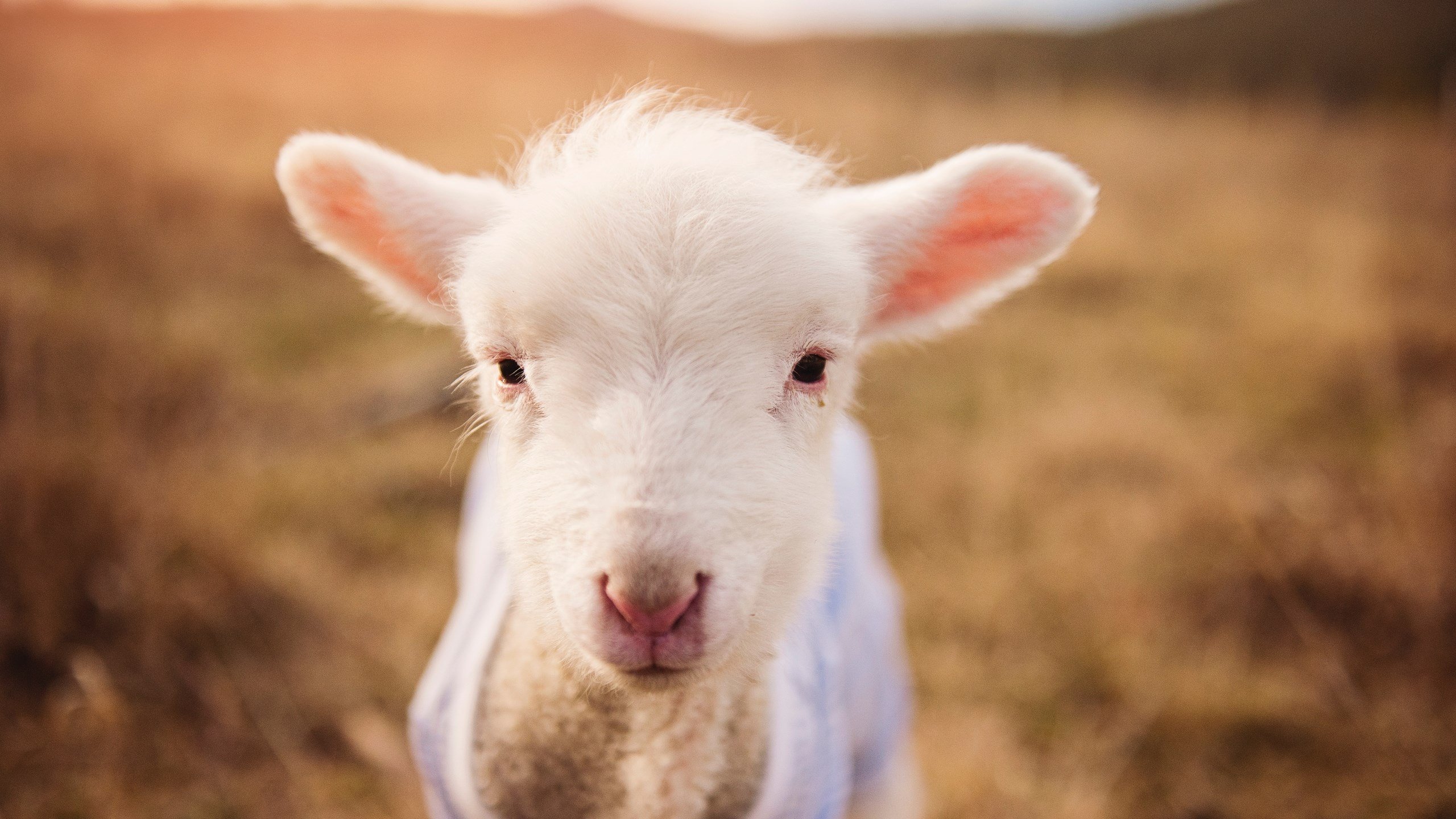 leyu乐鱼-法甲逆转，教练讲述战术调整，法甲水平如何