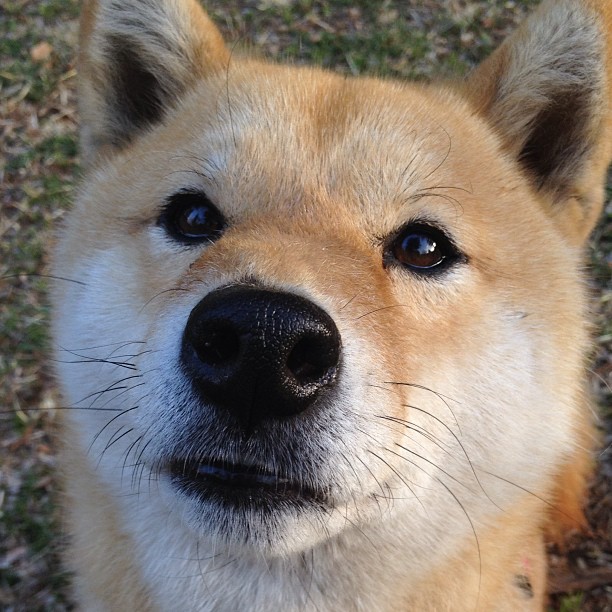 中央科尔多瓦夺得2024年阿根廷杯冠军,首次捧杯,阿根廷国家队奖杯