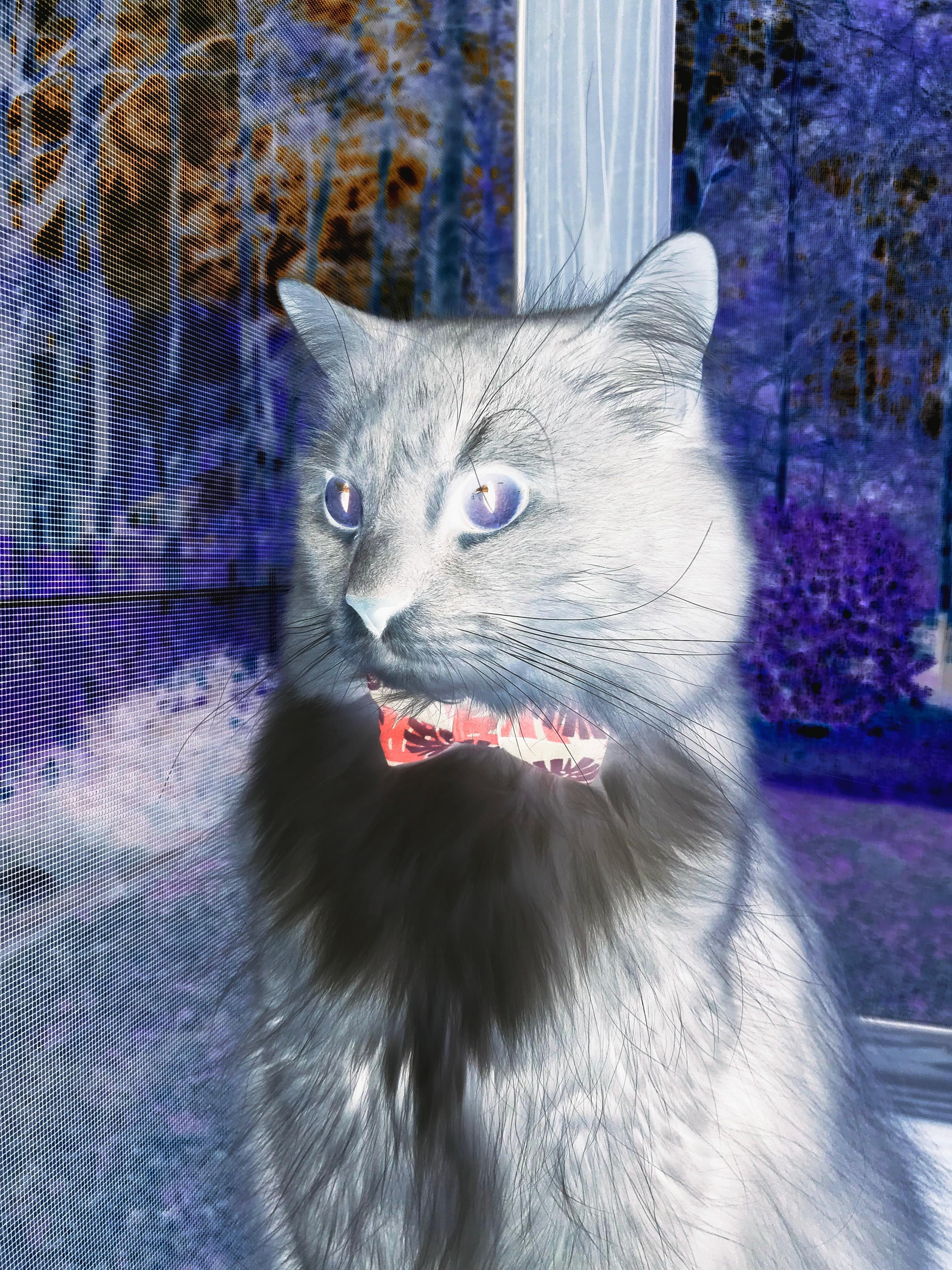 利物浦将在主场迎战诺里奇城,实力对比谁更强?,利物浦vs诺维奇首发