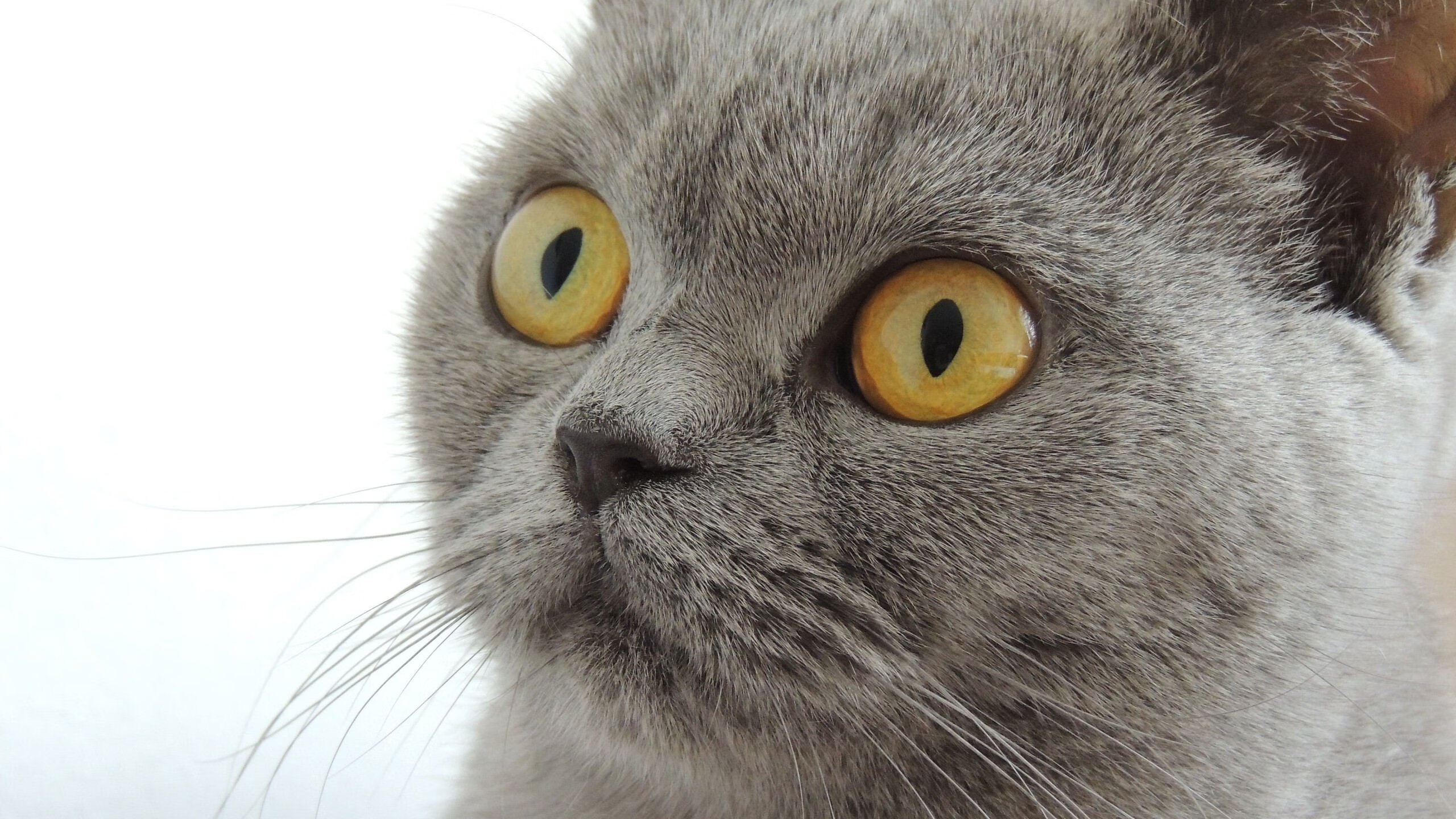 乐鱼app-利物浦球星莱万多夫斯基领衔拜仁对决弗赖堡，拜仁和利物浦的打法