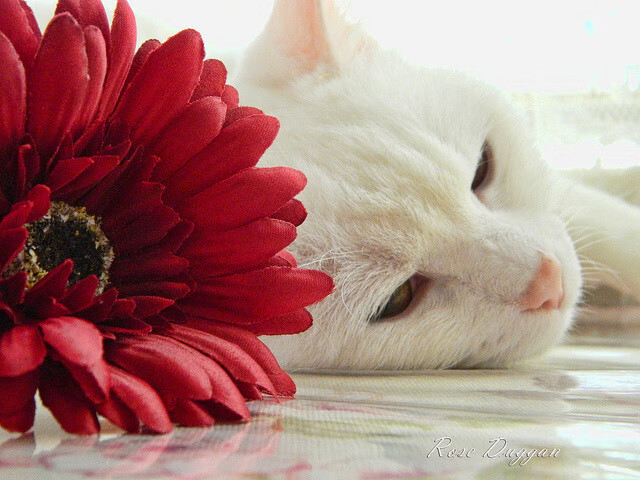 利比亚队惊险逼平,突尼斯队难抵压力,比利时5_2突尼斯集锦