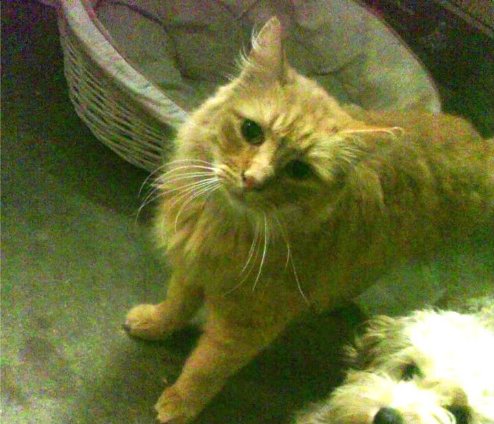 国安客场大胜,取得三连胜,稳定在积分榜前五位置,国安主场tifo