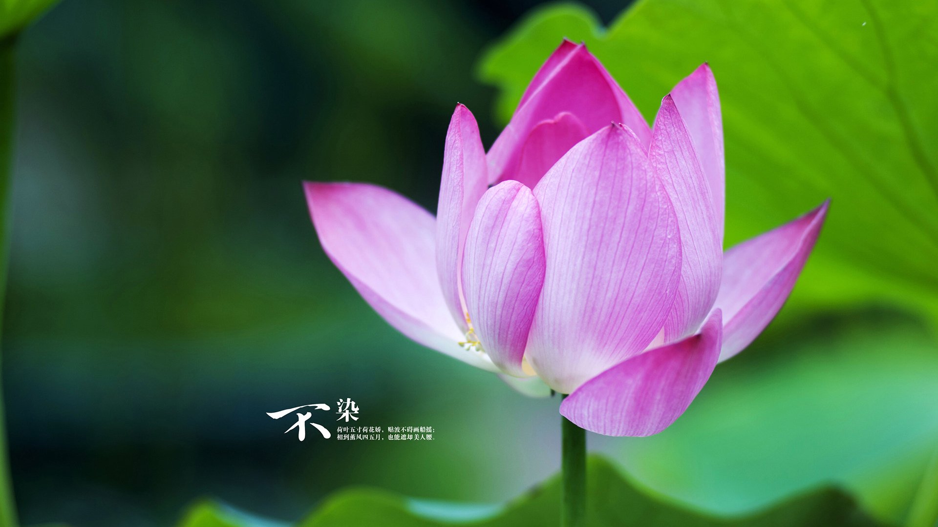 梅西连续传射助攻,球队攻势如虹,梅西助攻数