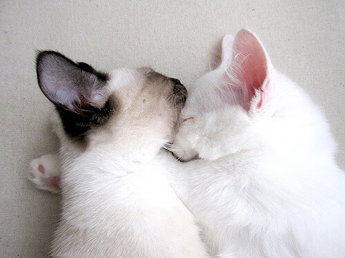 LEYU SPORTS中国官方网站-电竞赛事智能化管理系统开发与应用实践，电竞赛事管理平台