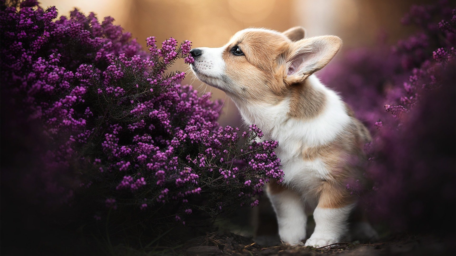 乐鱼体育-职业球员合同管理是否透明公开，球员合同分类