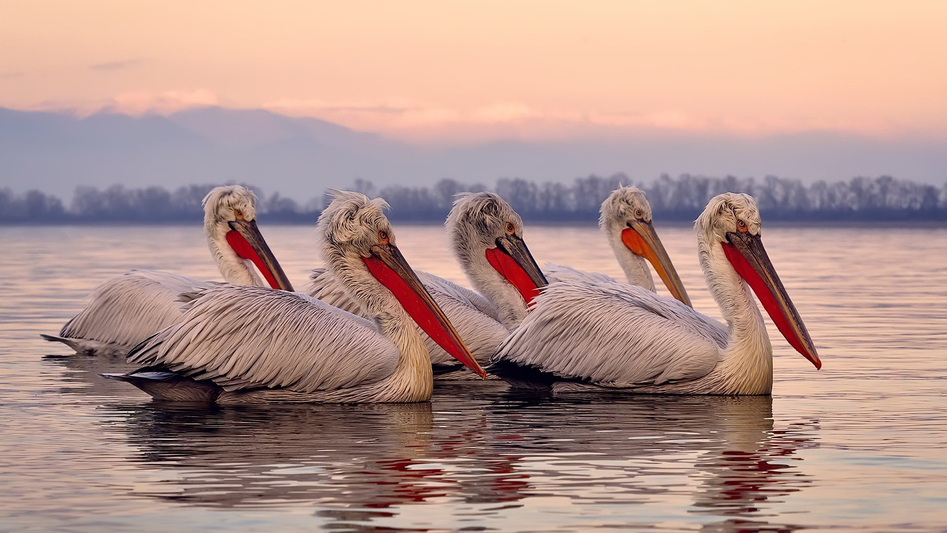 五大联赛上座率变化是否对主队战术部署产生影响,上座率最高的球队