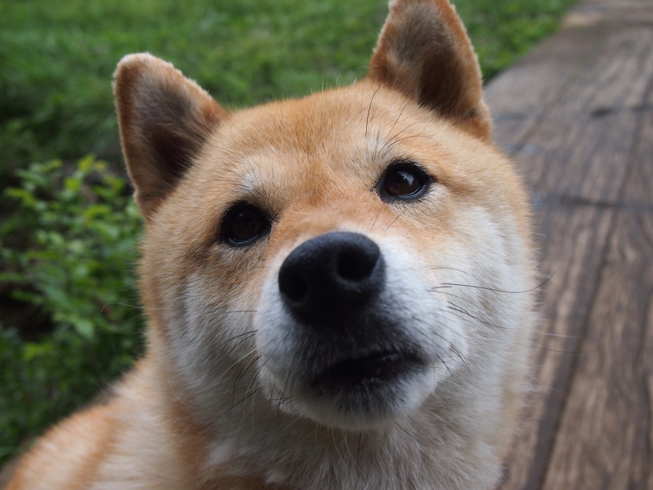 埃及队在2024年混合团体世界杯中的关键战役，埃及联赛