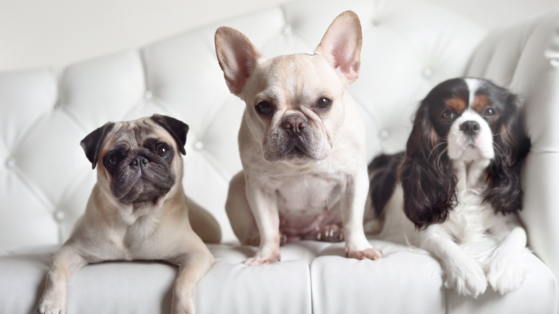 德国队备战国际乒联混合团体世界杯：赛制的优劣势解析，德国乒乓球世锦赛