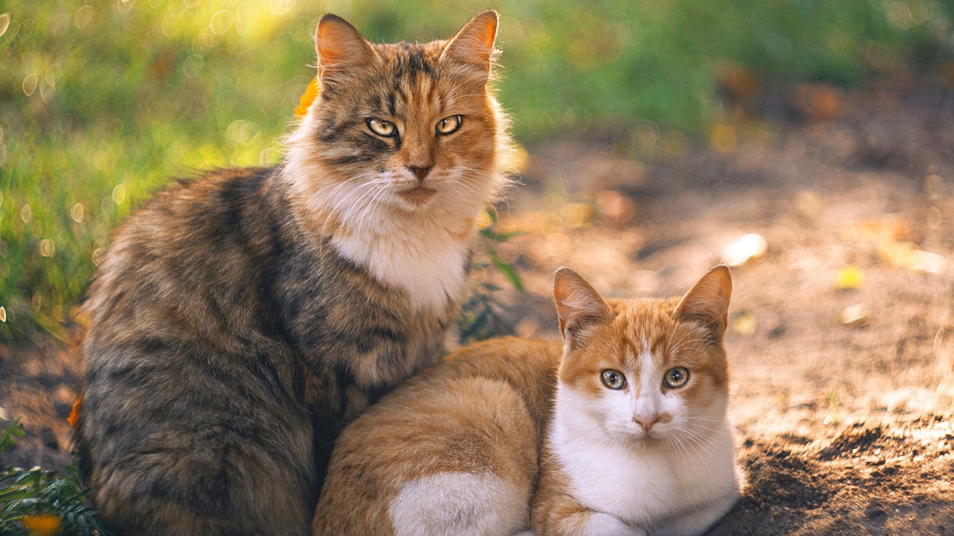 俱乐部宣布升级球队青训体系,注重系统培养,俱乐部青训条件