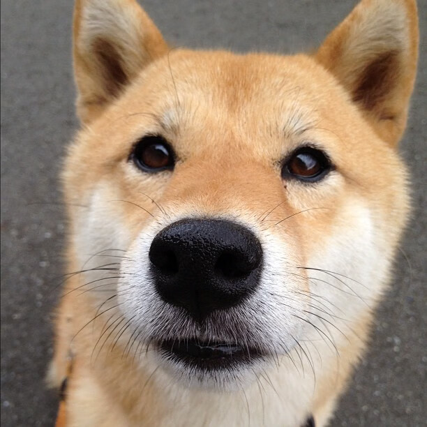 国际足球界推动裁判全程直播问询,确保判罚透明,2021足球国际级裁判