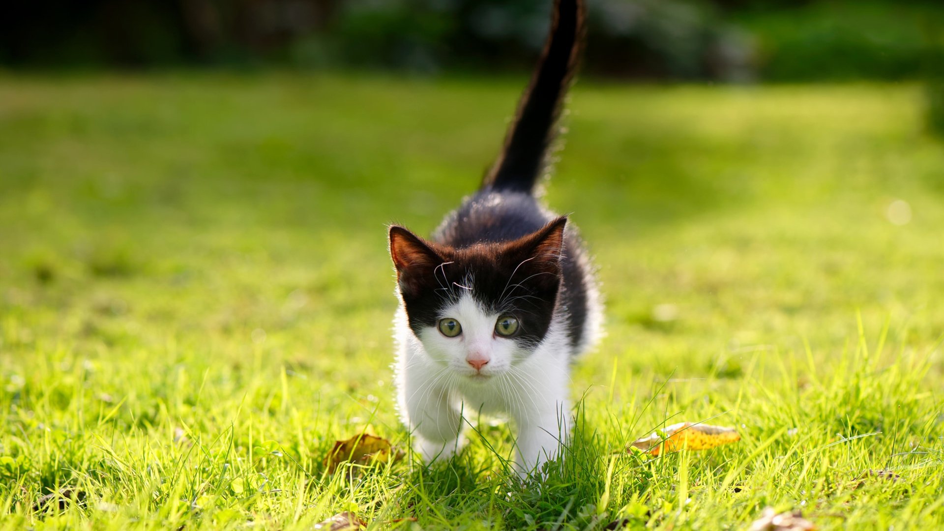 乐鱼（中国）体育官方网站-欧洲杯激战连连：战略调整带来惊喜！，欧洲杯揭幕战依98db in